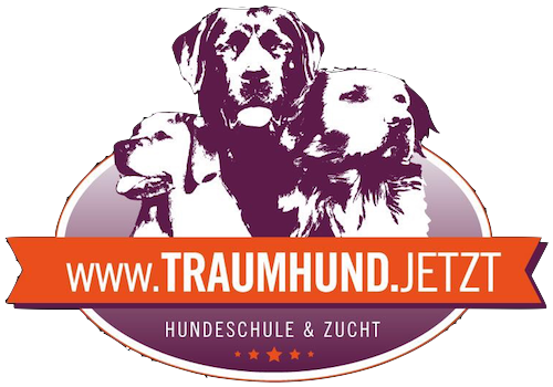 Traumhund.jetzt Hundeschule und Labrador Zucht Seeland Seedorf Aarberg Schüpfen Lyss Bern Schweiz